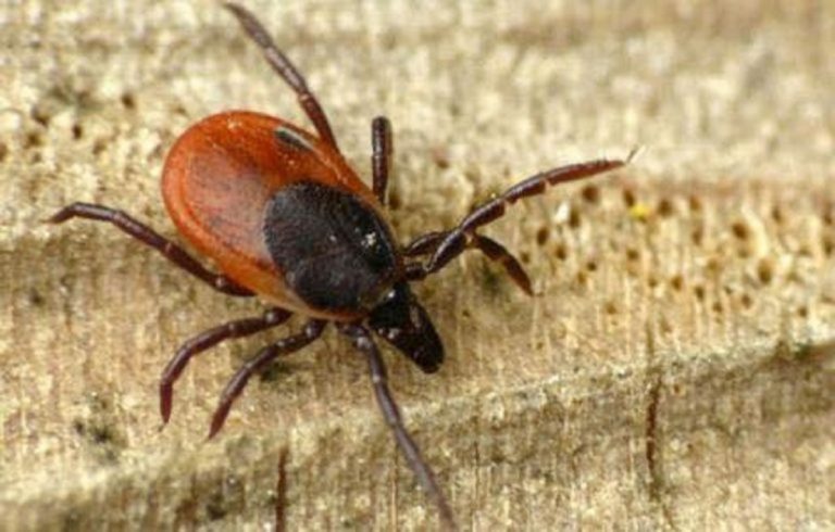 Zecca