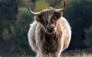 Le origini dell'espressione "mettere le corna" sarebbero cretesi