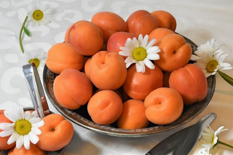 dieta