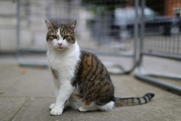 covid gatto