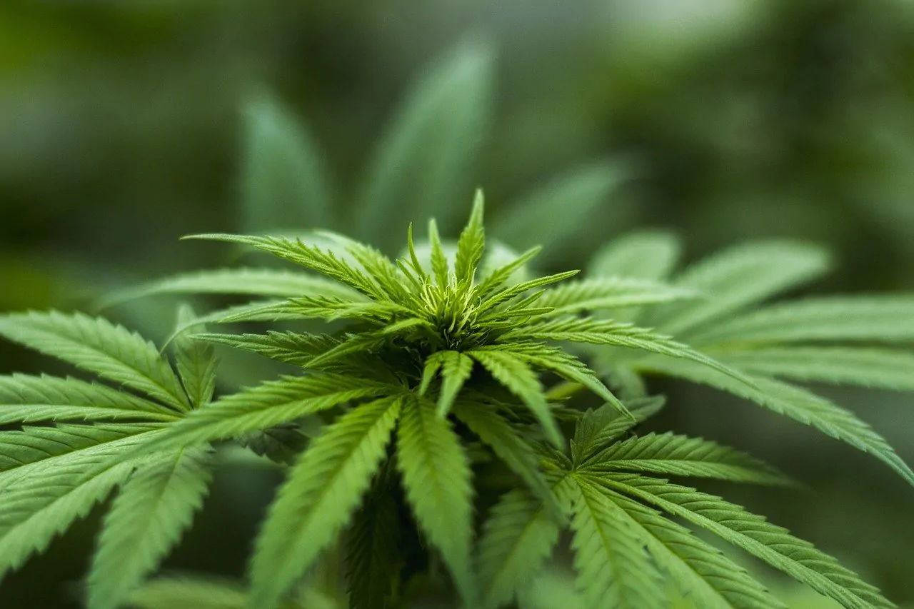 La legge sulla cannabis approda alla Camera