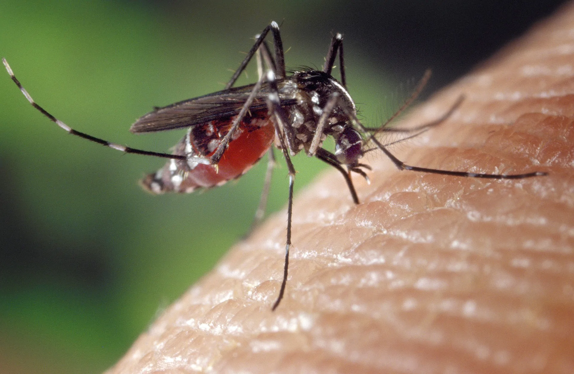 Punture di zanzare: come influiscono odori, birra e alimentazione