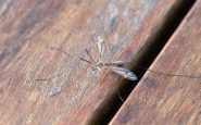 Zanzare in casa: come fare senza zanzariere