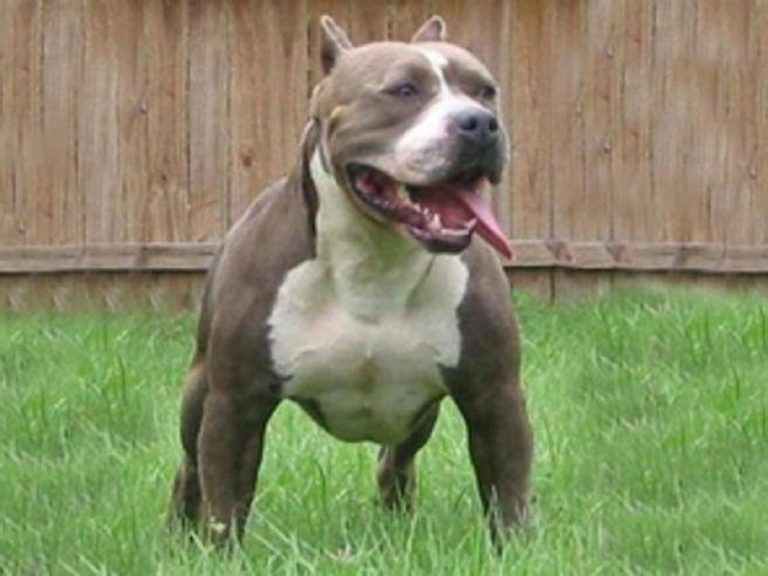pitbull