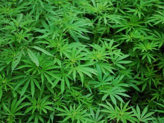 Una piantagione di cannabis scoperta dall'Arma