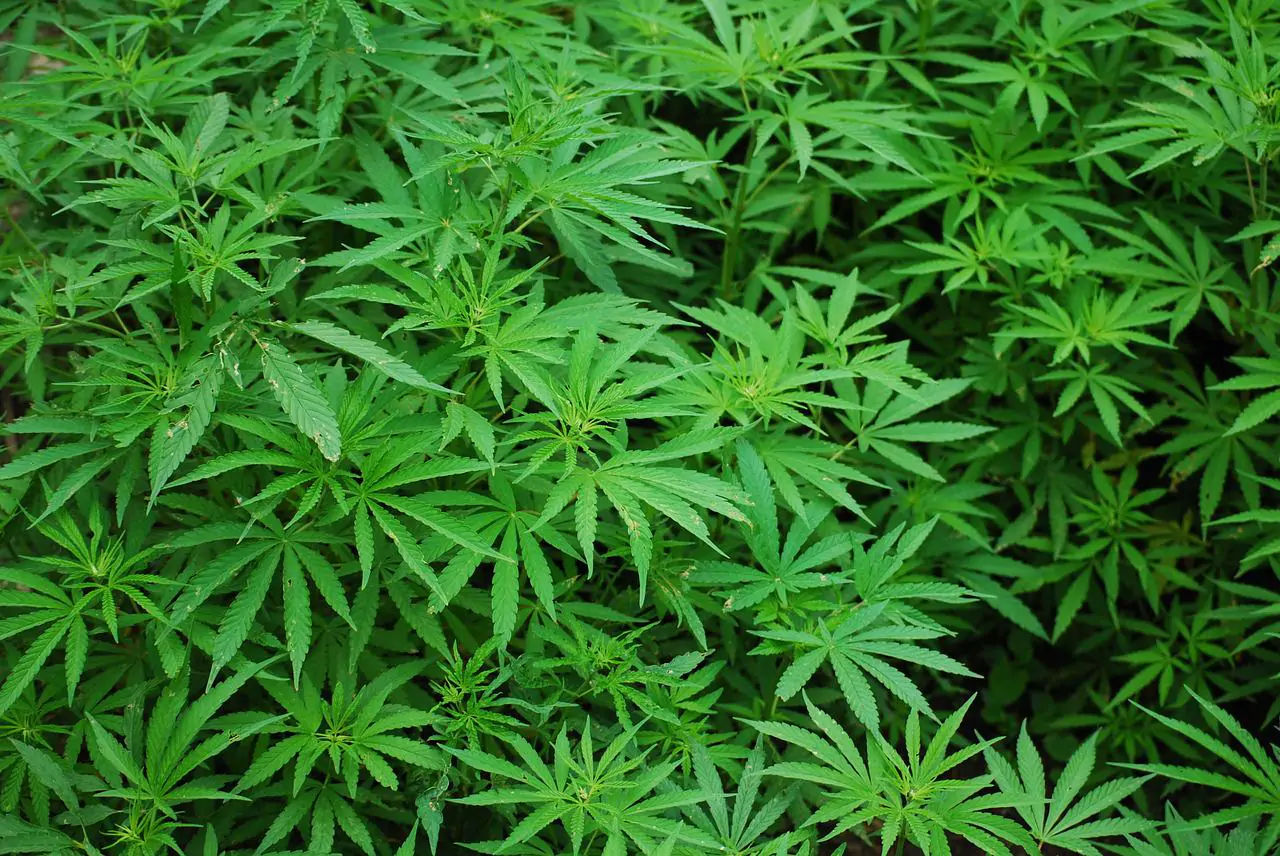 Una piantagione di cannabis scoperta dall'Arma