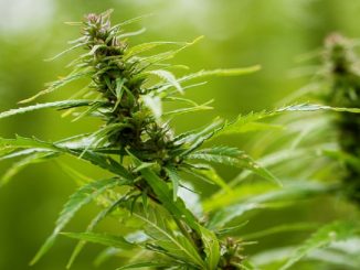 Sensi Seeds cannabis