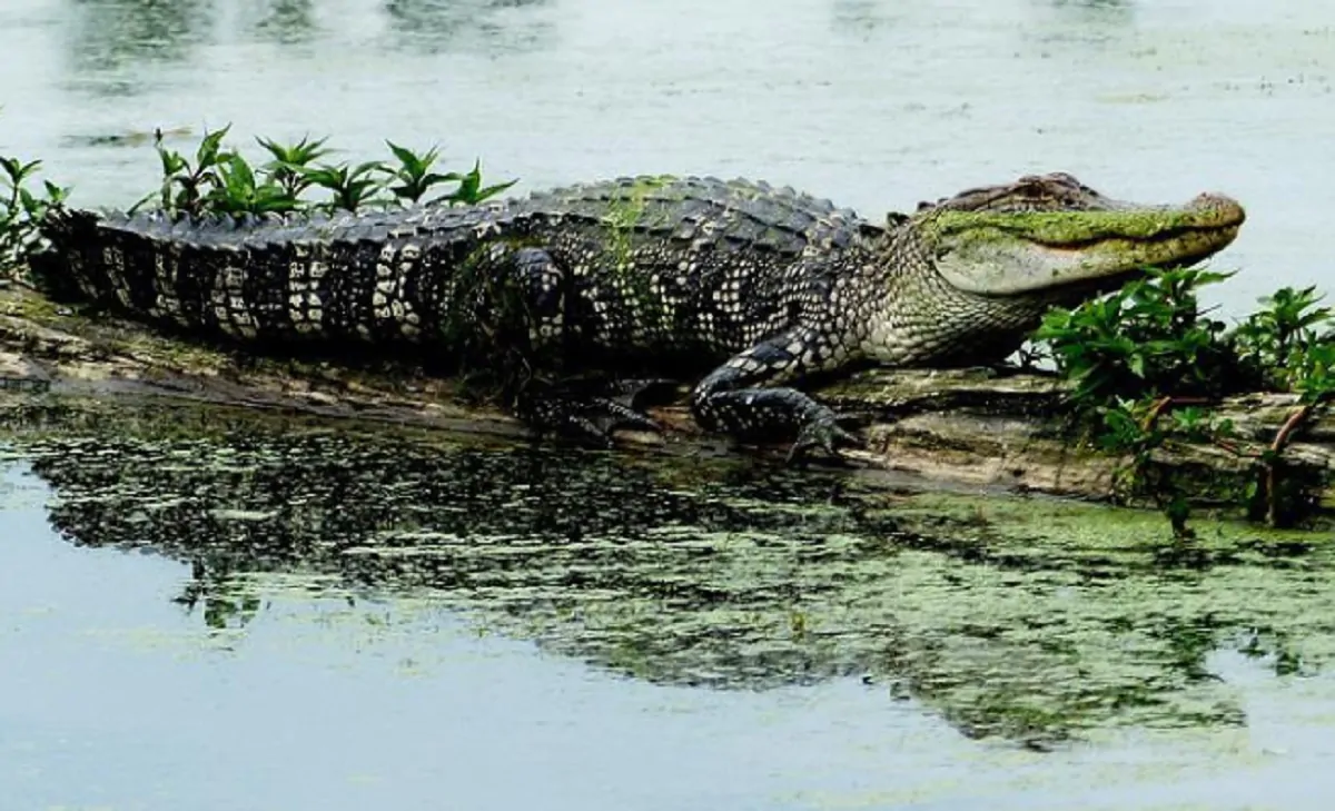 ucciso da alligatore Florida