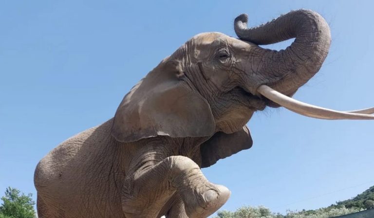 46enne aggredita elefante