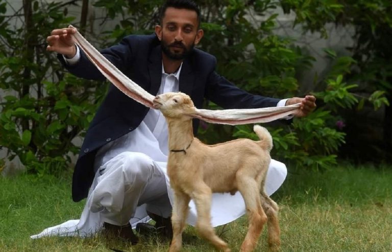 Simba con il suo proprietario