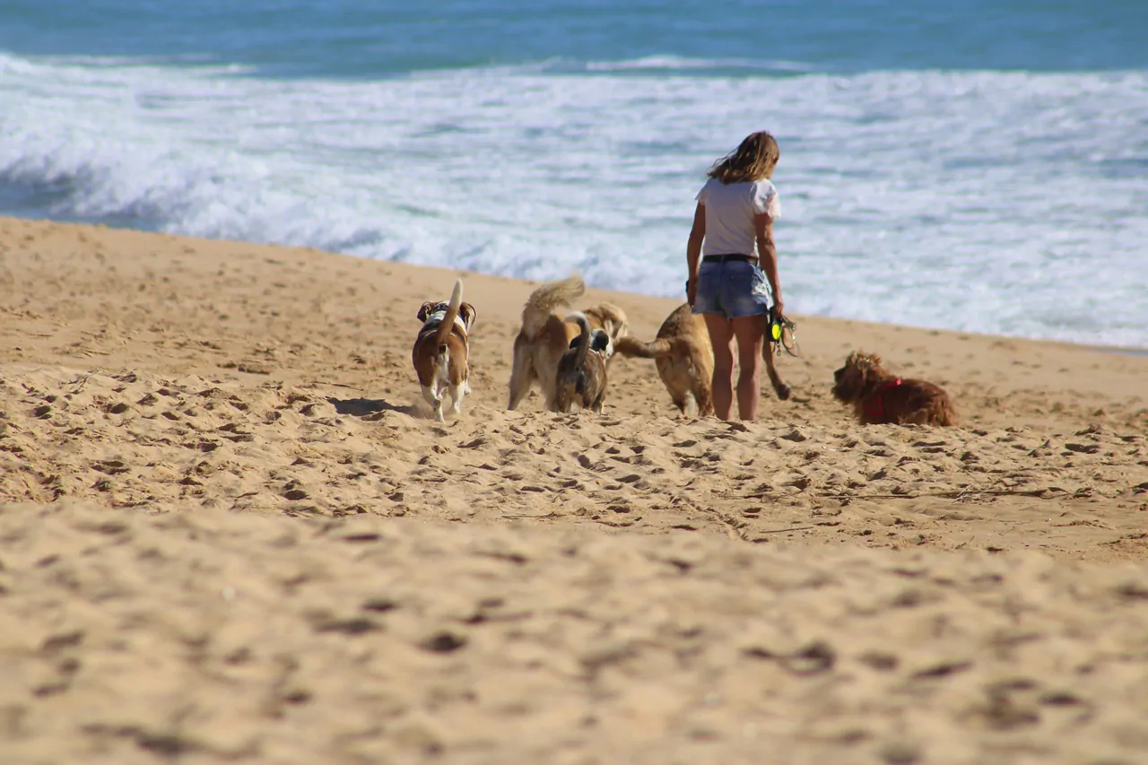 Il Tar boccia un ricorso animalista sui cani in spiaggia libera