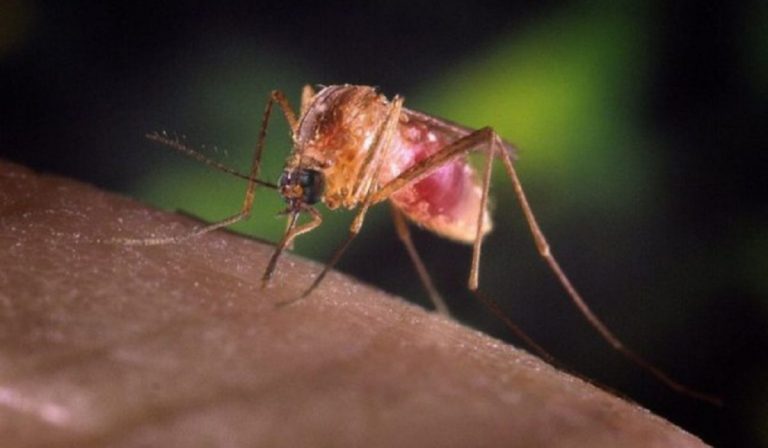 West Nile primo caso