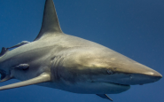 attacco squalo in egitto