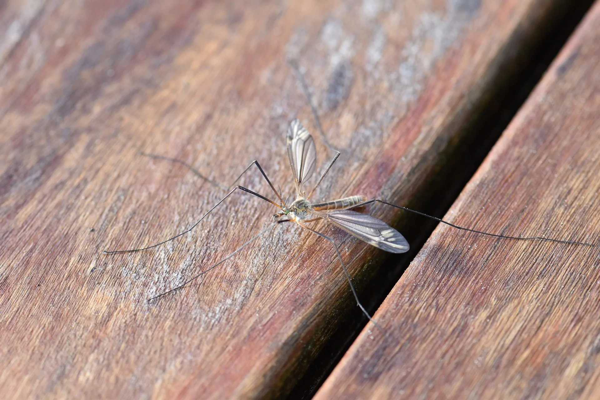 Zanzare in casa di giorno: come eliminarle in modo definitivo