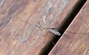 Punture di zanzara: come non farsi pungere in casa