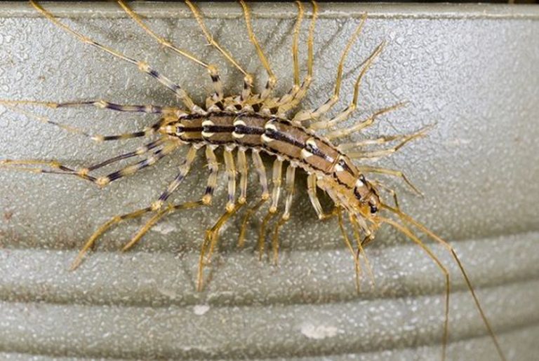 scutigera