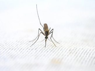 zanzare