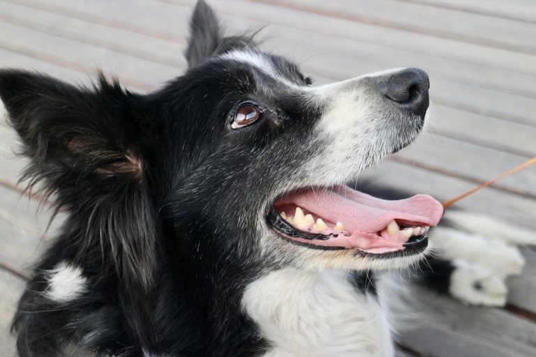 Cane salva padrona dirupo