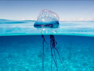 Una medusa "caravella portoghese", sempre meno rara in Mediterraneo