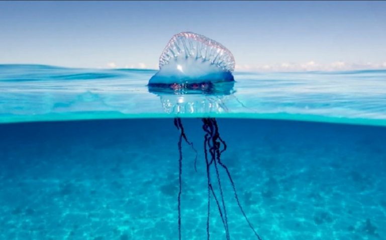 Una medusa "caravella portoghese", sempre meno rara in Mediterraneo