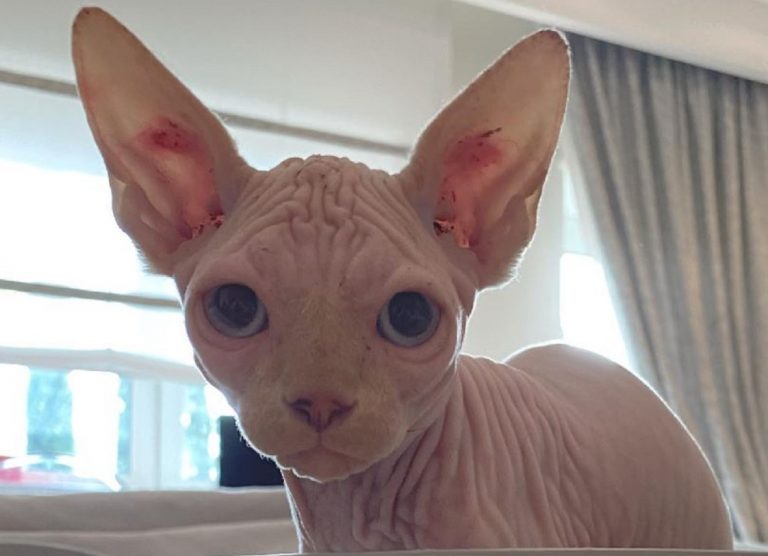 Ilary Blasi gatto