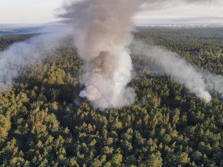 La foresta attaccata dalle fiamme