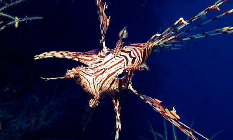 Un esemplare di pesce scorpione