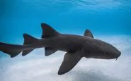 Un esemplare di squalo nutrice
