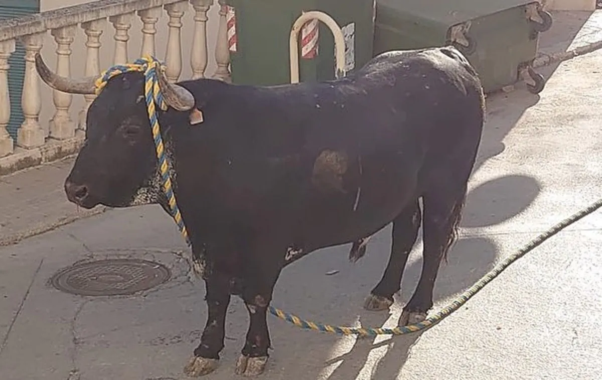 Un toro a Vallada nell'evento del 10 agosto
