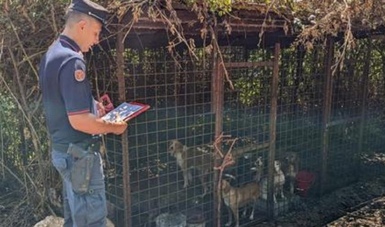 A Roccaromana una vera "prigione per cani"