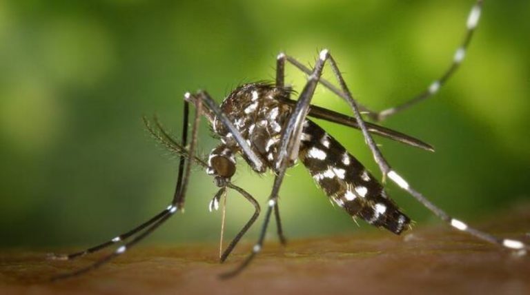 West Nile Virus