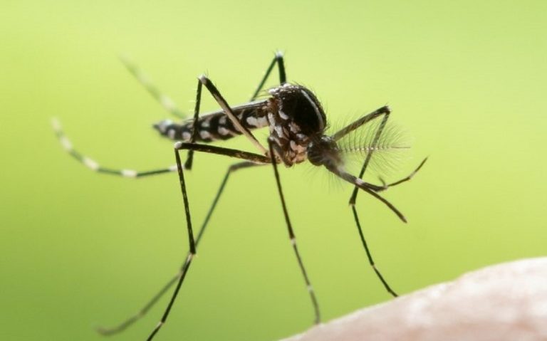 Boom di casi di West Nile nel Padovano