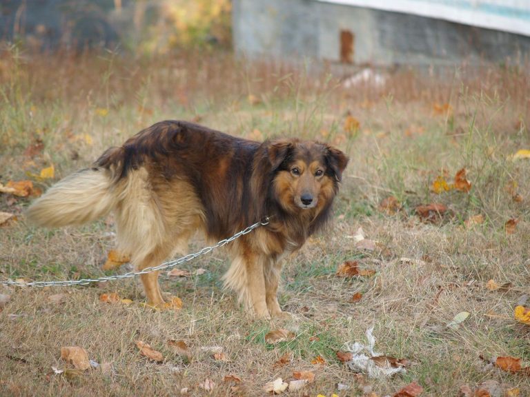 In Toscana sarà vietato tenere i cani alla catena