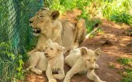 zoo Accra cucciolo leone