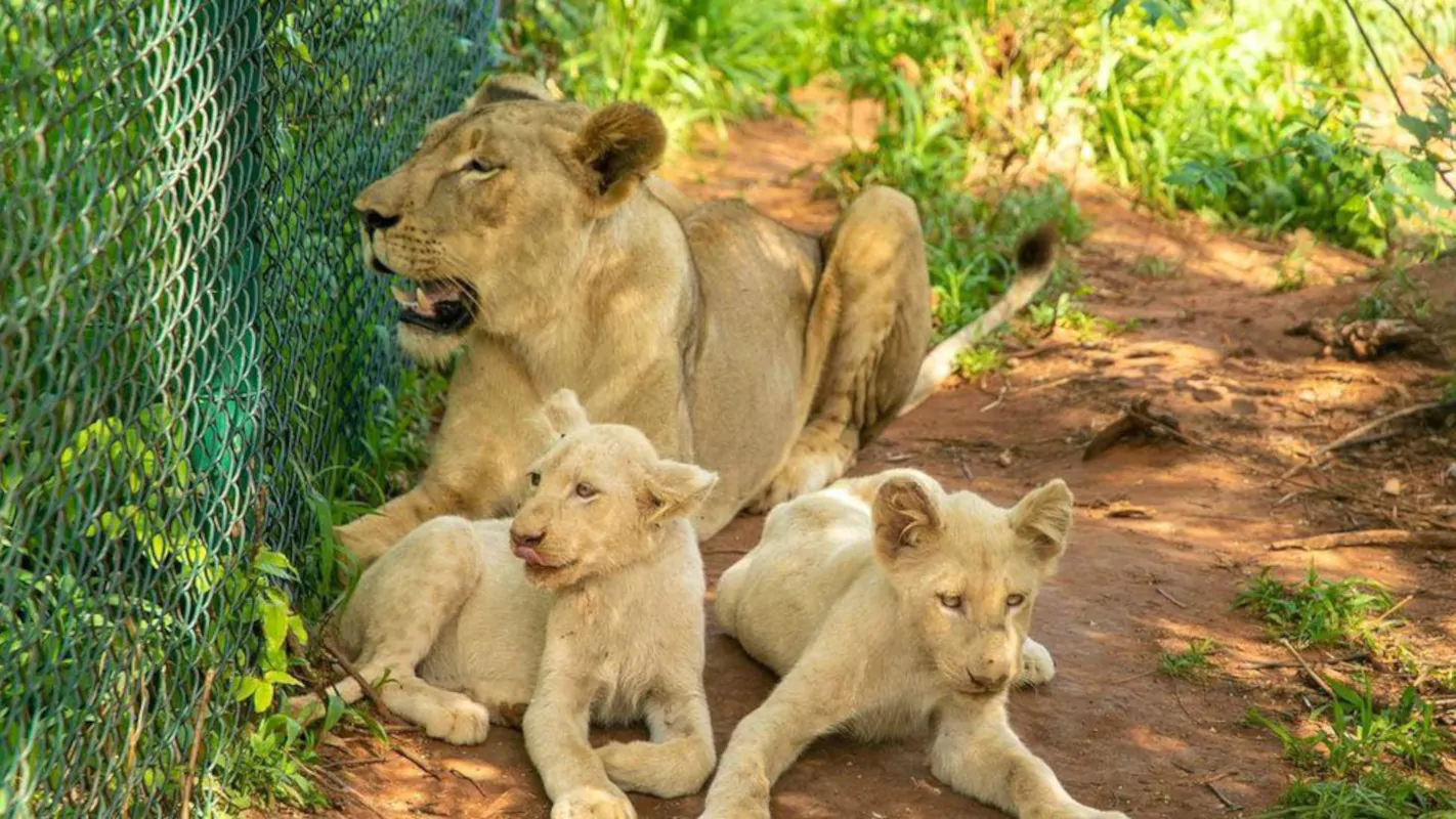 zoo Accra cucciolo leone