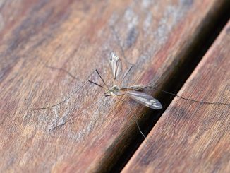 Zanzare in estate: come allontanarle definitivamente senza zanzariera