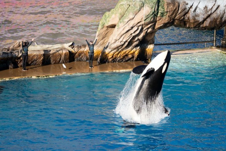 Scontro tra orche a al parco acquatico SeaWorld di San Diego