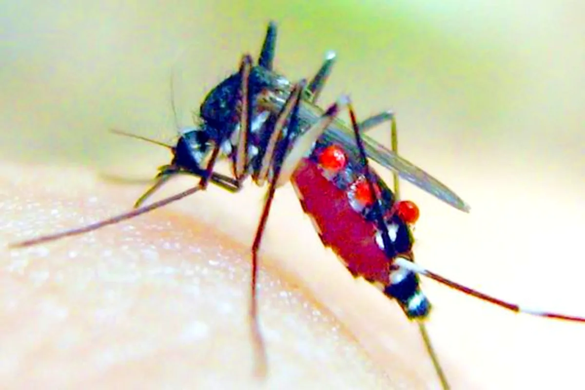 puntura di zanzare
