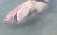 La carcassa di squalo capopiatto a riva