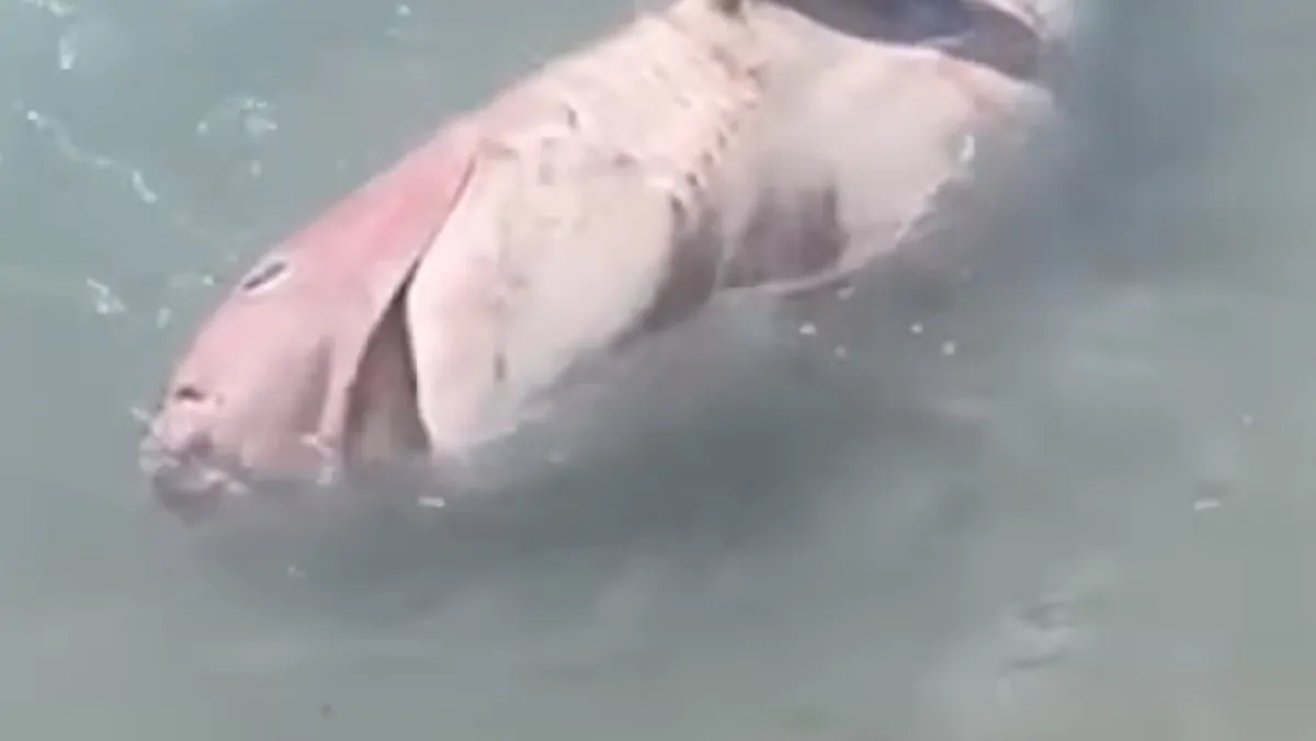 La carcassa di squalo capopiatto a riva