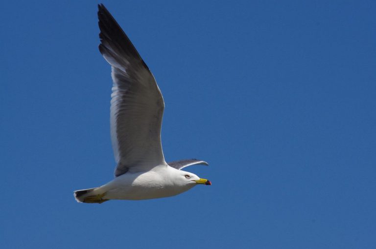 Un gabbiano nel motore di un aereo può fare disastri