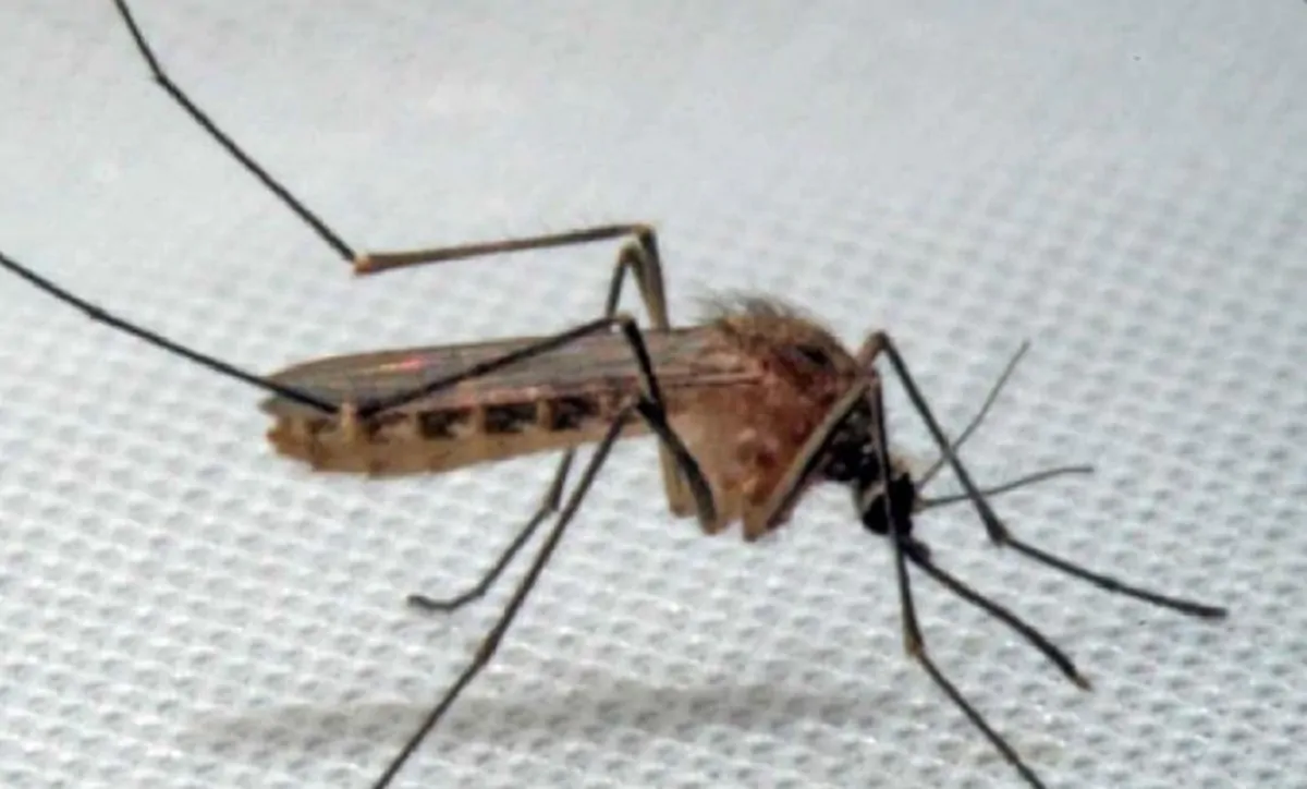 Il virus West Nile raggiunge l'uomo soprattutto con insetti ematofagi come le zanzare