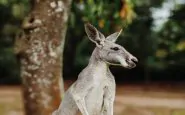 Australia canguro sbrana uomo