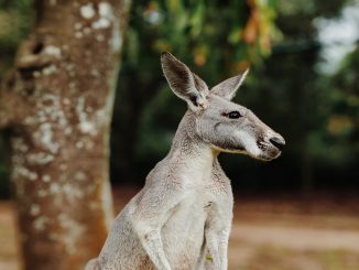 Australia canguro sbrana uomo