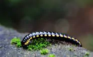 Millepiedi in casa: come allontanarli senza pesticidi