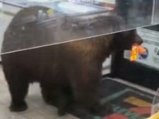 Un frame dei video con l'orso che fa "shopping"