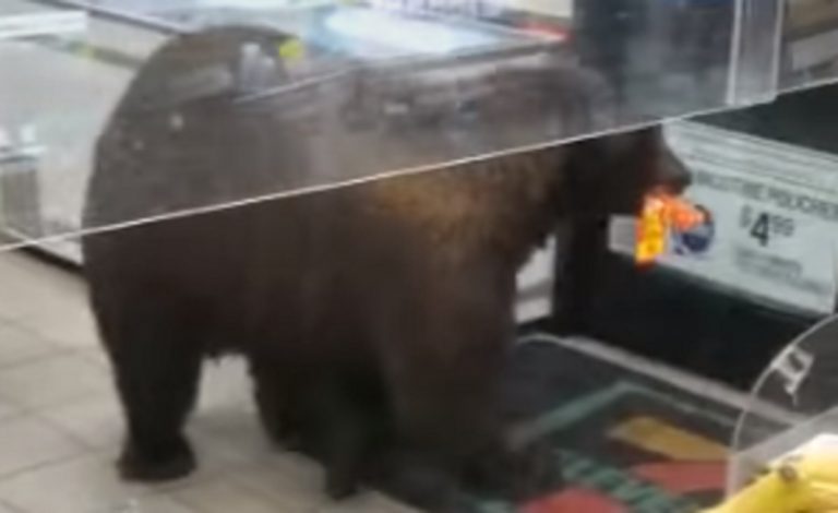 Un frame dei video con l'orso che fa "shopping"