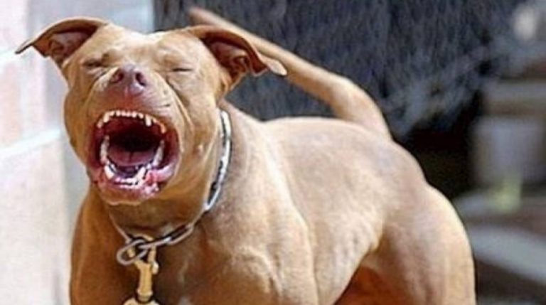 Pitbull