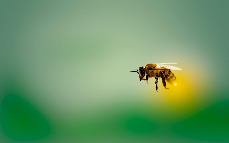 Api in casa: come allontanarle naturalmente