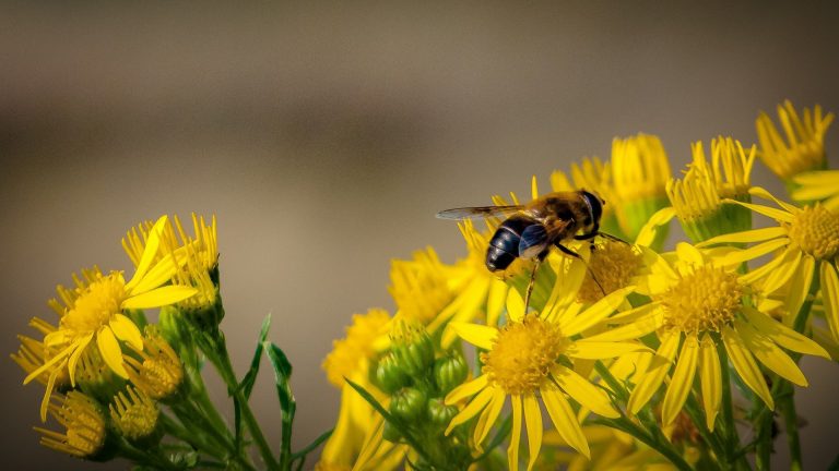 Insetti in autunno in casa: come allontanarli con rimedi naturali